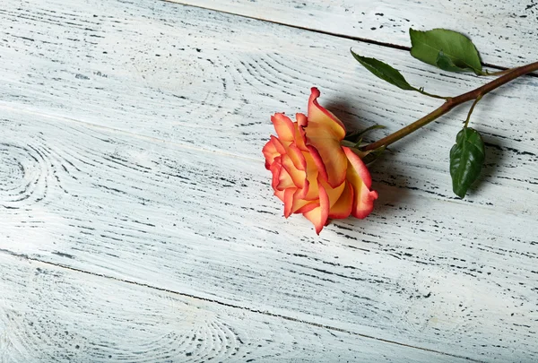 Red rose on white wooden background — Stock Photo, Image