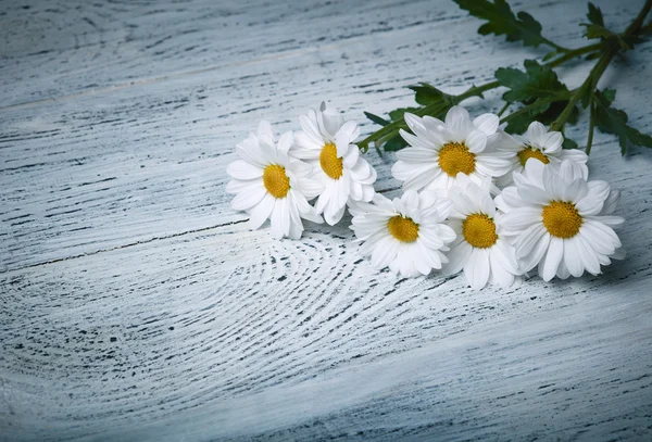 Daisy flowers on white grunge wooden background — Stock Photo, Image