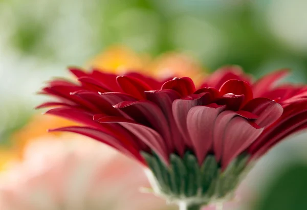 Gerbera červená sedmikráska květ s měkkým zaměřením — Stock fotografie