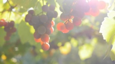 Gün batımı ışıklar kırmızı üzüm dalında. UHD, 4k