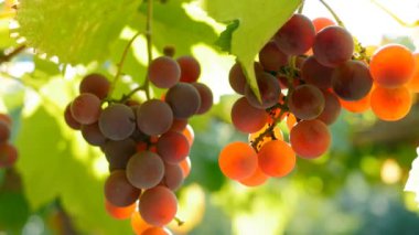 Gün batımı ışıklar kırmızı üzüm dalında. UHD, 4k