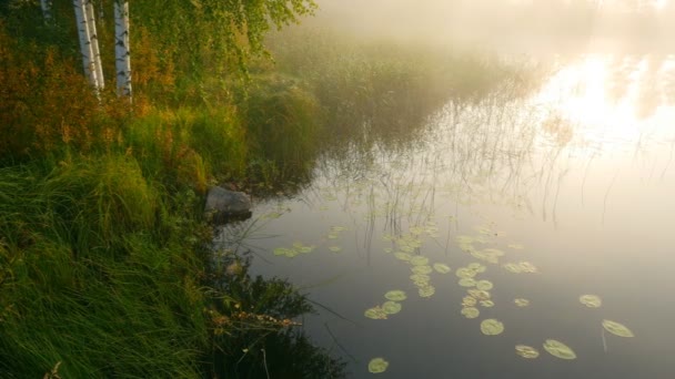 白樺と湖、朝の光で緑の草のある風景します。フィンランド。4 k Uhd — ストック動画