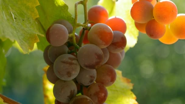 Raisin rouge branche dans les lumières du coucher du soleil. UHD, 4K — Video