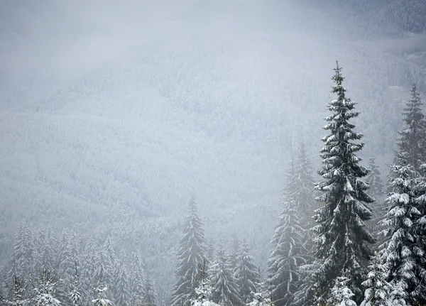 Χειμώνας και δέντρα στα βουνά. Με χώρο για κείμενο — Φωτογραφία Αρχείου