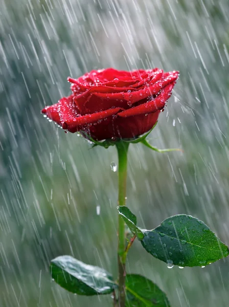 Mawar merah dengan tetes air ke dalam hujan — Stok Foto