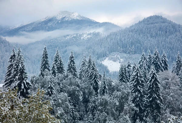 Alberi invernali in montagna — Foto Stock