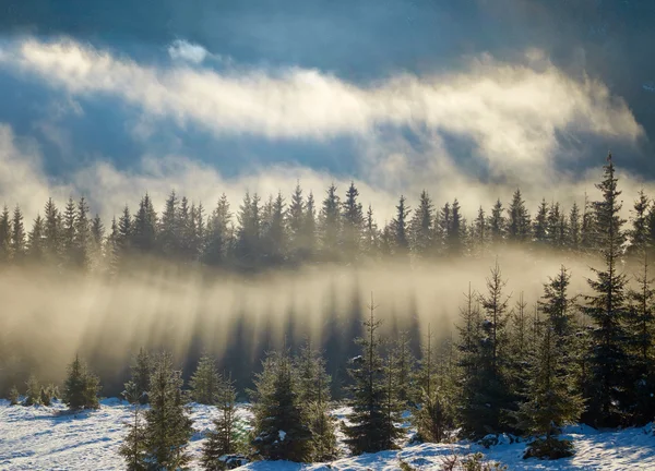 Raggi di sole nella foresta di abeti — Foto Stock