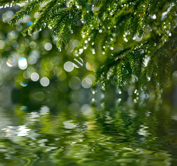 Gotas de agua en el abeto reflejadas en el agua. DOF poco profundo — Foto de Stock