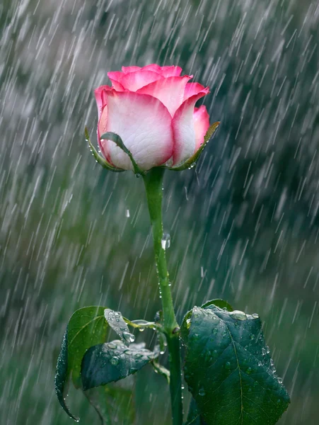 Pink and white rose into the rain — Stock Photo, Image