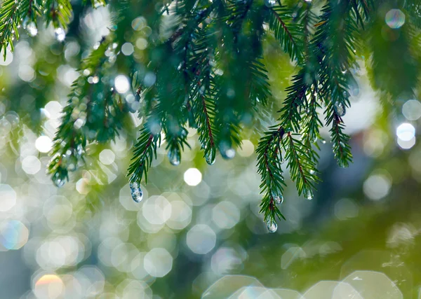 Rama de abeto con gotas de agua. DOF poco profundo — Foto de Stock