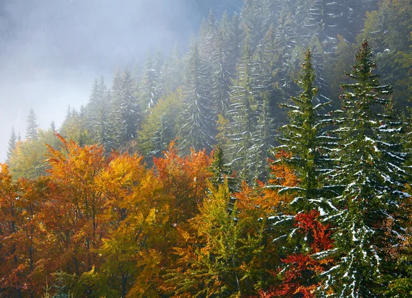 最初の雪のある山の紅葉 — ストック写真