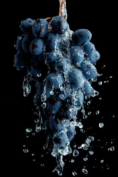 Branch of grapes over black background — Stock Photo, Image