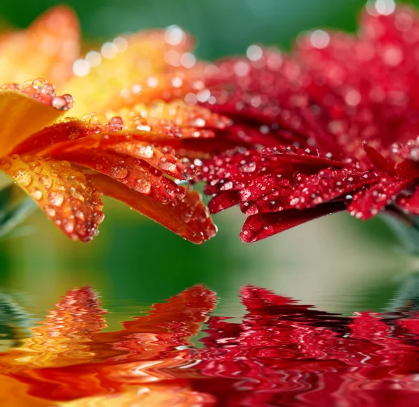 Gerberas rojas y anaranjadas reflejándose en el agua. HACER superficial — Foto de Stock