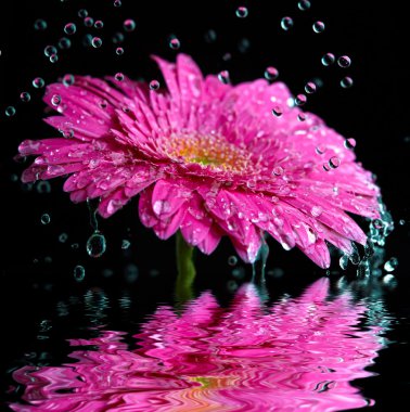 Pembe gerbera çiçek suya yansıyan yağmur içine