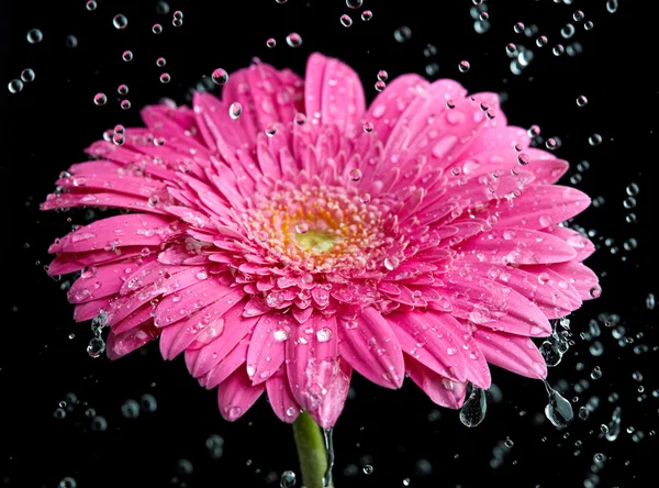 Růžová gerbera květina do deště — Stock fotografie