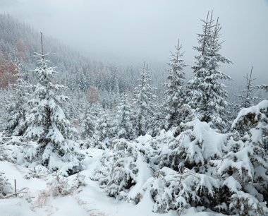Dağlarda kış ağaçlar. Karpatlar, Ukrayna