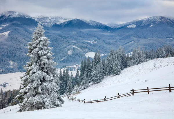 冬の山の中の木。カルパティア山脈、ウクライナ — ストック写真