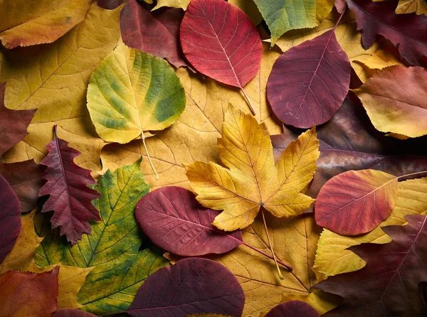 Herfst bladeren achtergrond — Stockfoto