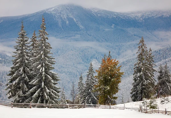 Χειμώνας και δέντρα στα βουνά. Καρπάθια, Ουκρανία — Φωτογραφία Αρχείου