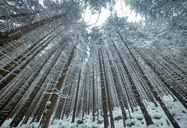 Arbres mystérieux dans la forêt d'hiver — Photo