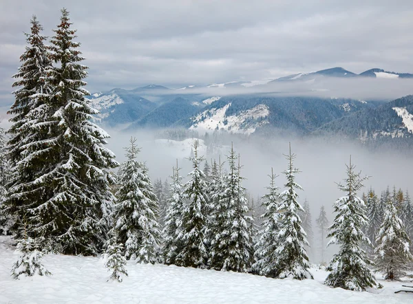 Árvores de inverno nas montanhas — Fotografia de Stock