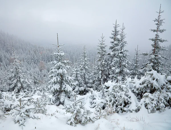 Winter bomen in de bergen — Stockfoto