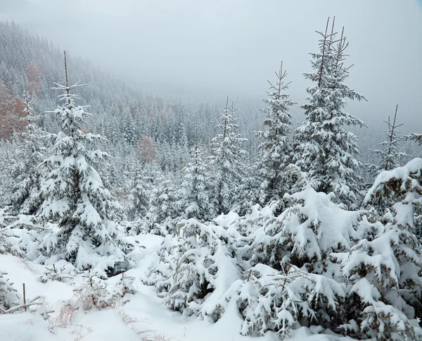 Winter trees in the mountains. Carpathians, Ukraine — Stock Photo, Image