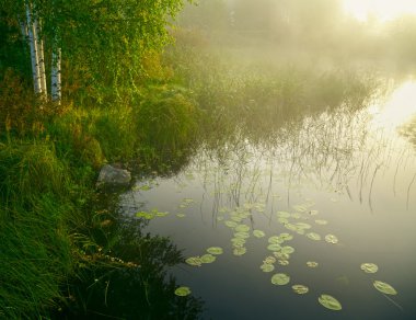 Huş ağacı, göl ve sabah ışıklar yeşil çim. Finlandiya