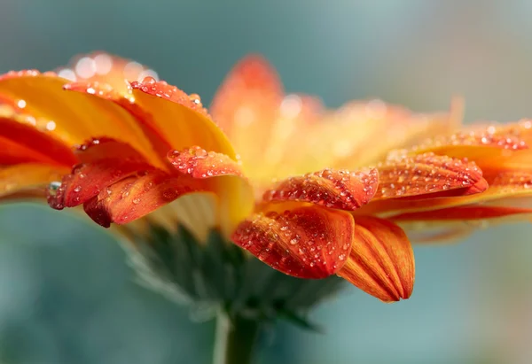 Marguerite orange gerbera fleur avec des gouttes d'eau — Photo