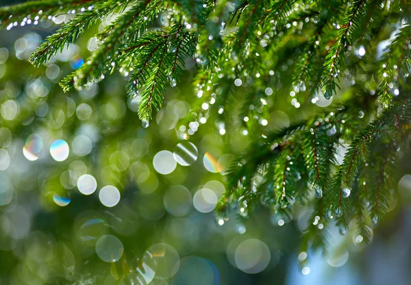 Waterdrops köknar ağacı dalı. Sığ Dof — Stok fotoğraf