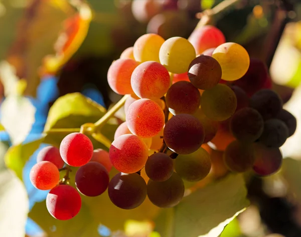 Red grapes in sunset lights. Shallow DOF — Stock Photo, Image