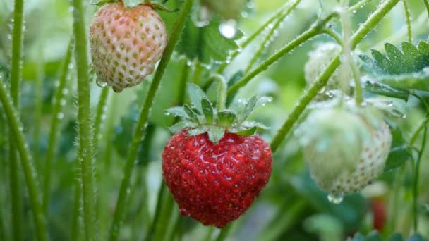 Strawberry fruits on the branch with morning — Stock Video