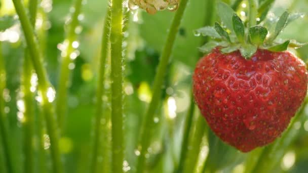 Strawberry frukter på grenen med morgon — Stockvideo