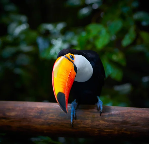 브라질의 열 대 숲에서 분기에 큰부리새 — 스톡 사진