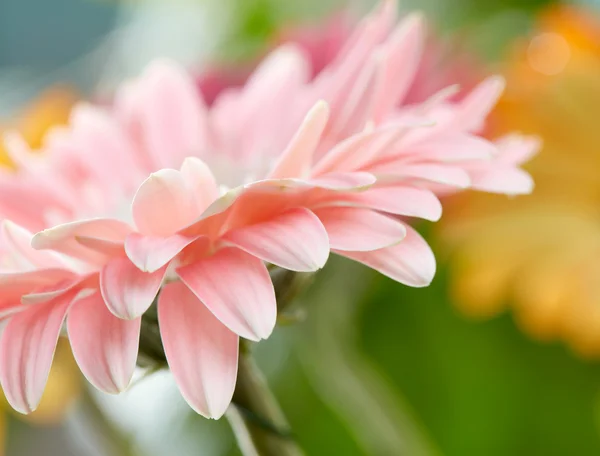 Roze daisy gerbera bloem achtergrond — Stockfoto