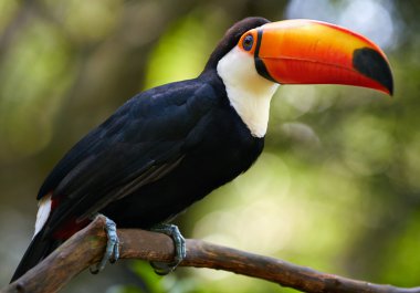 Toucan dalı