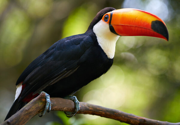 Toucan on the branch