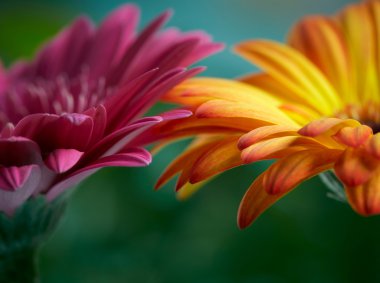Pembe ve turuncu papatya gerbera çiçekleri. Sığ Dof