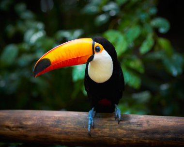 Toucan on the branch in tropical forest of Brazil clipart