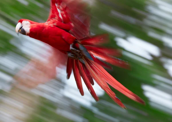 Streszczenie zdjęcie latająca papuga. Nieostry — Zdjęcie stockowe