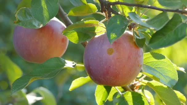 Manzanas rojas en la rama — Vídeos de Stock