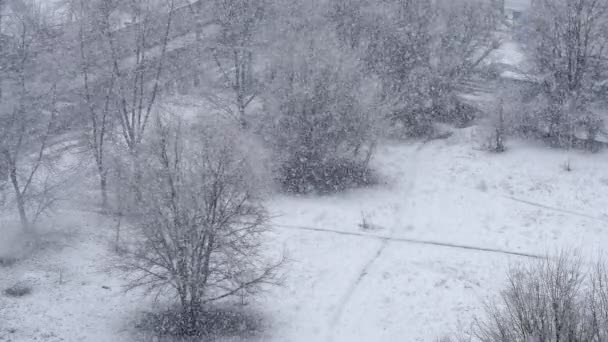 Nieve cayendo en el parque. UHD, 4K — Vídeos de Stock