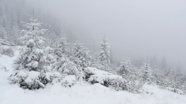 Снег покрыл елки в горах с снегопадом, медленное движение — стоковое видео