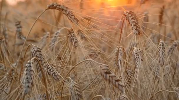 Ears of wheat at sunset lights. — Stock Video