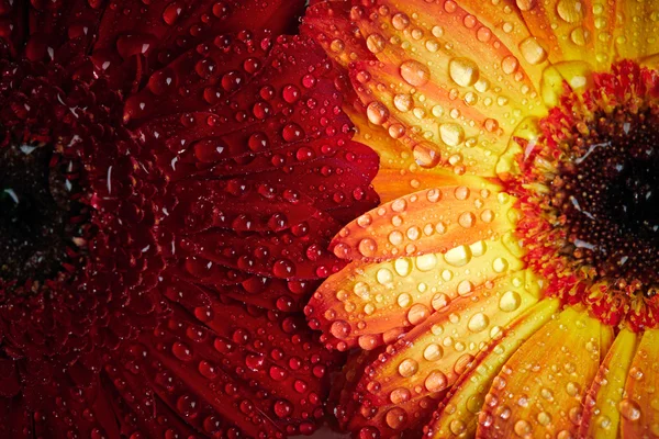 Kırmızı ve turuncu papatya gerbera arka plan ile waterdrops — Stok fotoğraf