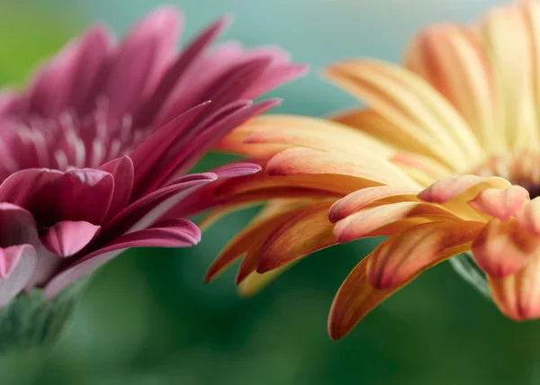 Pink and orange daisy gerbera flowers. Shallow DOF — Stock Photo, Image