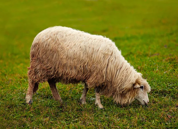 Schafe auf einer Weide — Stockfoto