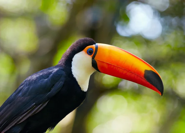 Toucan no ramo — Fotografia de Stock