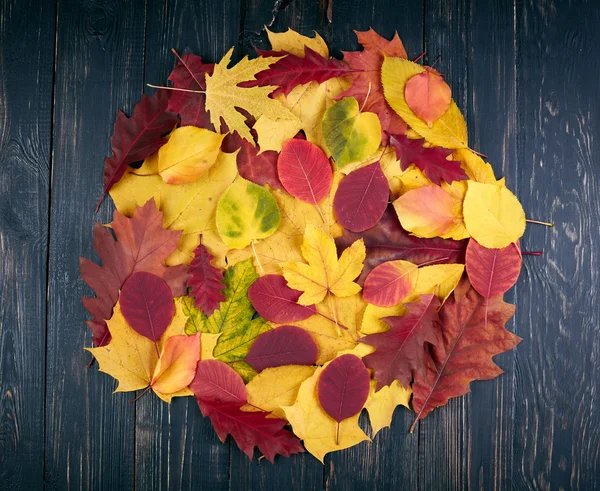Folhas de outono sobre fundo de madeira — Fotografia de Stock