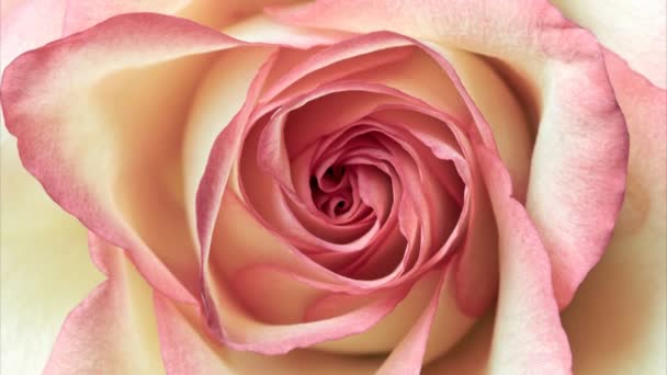 Gros plan de rose rose — Video